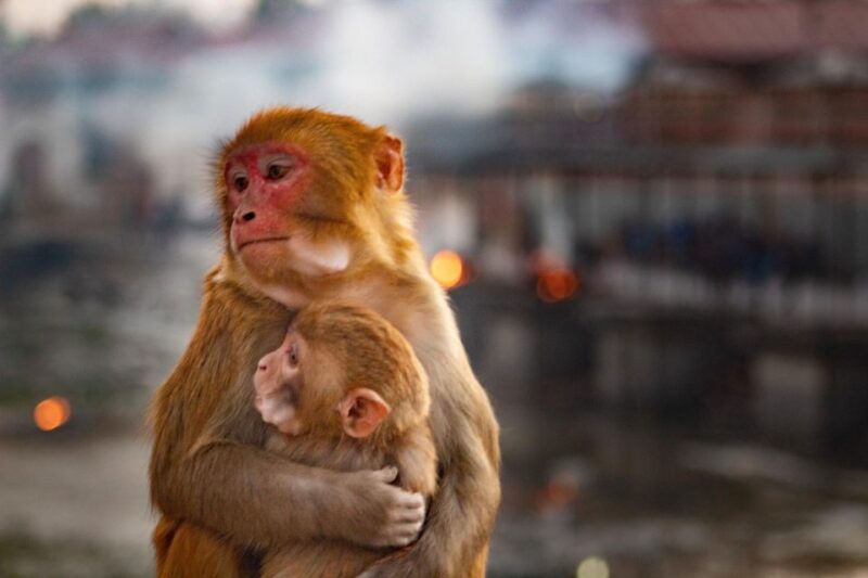 Kathmandu: 11-Day Tour of Discovering Central Nepal - Activities and Experiences