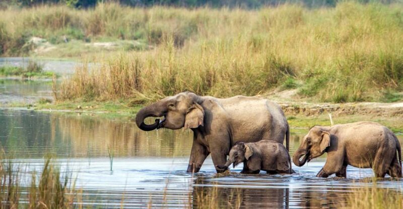 Kathmandu: 2-Day Chitwan National Park Jungle Safari Tour - Key Points