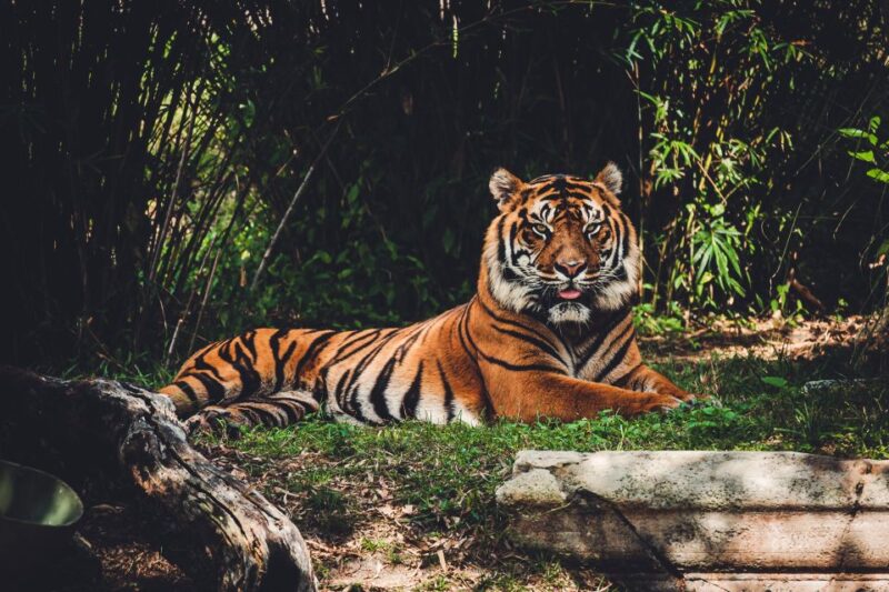 Kathmandu: 3-Day Bardiya Jungle Safari Tour by Flight - Key Points