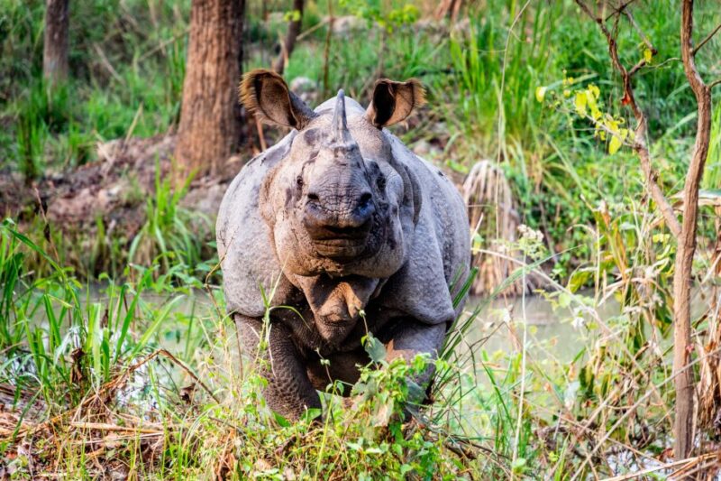 Kathmandu: 3-Day Bardiya Jungle Safari Tour by Flight - Itinerary Highlights