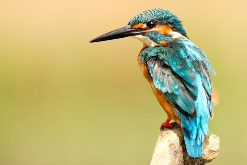 Kathmandu: 3-Day Bardiya Jungle Safari Tour by Flight - Memorable Adventure