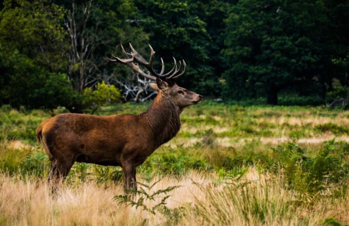 Kathmandu: 3-Day Bardiya Jungle Safari Tour by Flight - Frequently Asked Questions