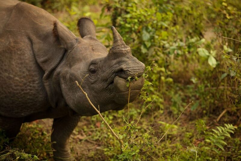 Kathmandu: 3 Day Chitwan Jungle Safari Tour Package - Inclusions
