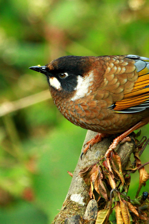 Kathmandu: 3-Day Chitwan National Park Safari Tour Package - Itinerary Highlights