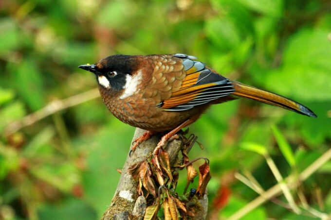 Kathmandu: 3-Day Chitwan National Park Safari Tour Package - Chitwan National Park