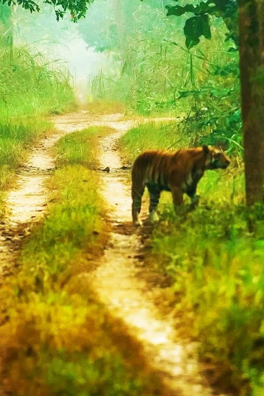 Kathmandu: 3-Day Chitwan Safari Tour With Hotel Transfer - Itinerary Details