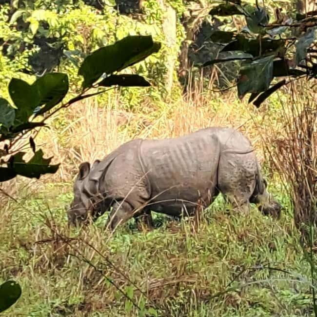 Kathmandu: 3-Day Chitwan Safari Tour with Hotel Transfers - Key Points