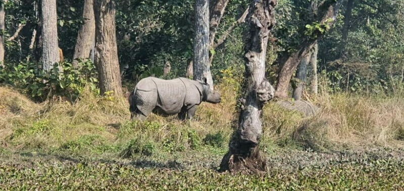 Kathmandu: 3-Day Chitwan Safari Tour with Hotel Transfers - An In-Depth Look at the 3-Day Chitwan Safari Experience