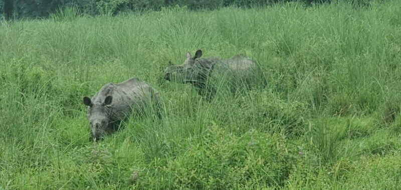 Kathmandu: 3-Day Chitwan Safari Tour with Hotel Transfers - Day 3: Farewell and Return to Kathmandu