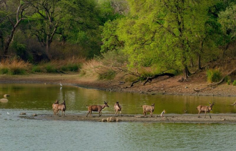 Kathmandu: 3-Day Wildlife, Culture and Jungle Safari Tour - Included Services