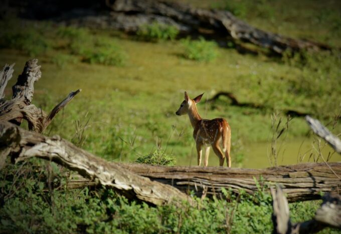 Kathmandu: 3-Day Wildlife, Culture and Jungle Safari Tour - Frequently Asked Questions