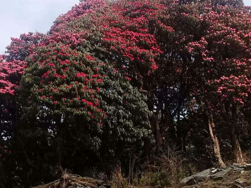 Kathmandu: 3 days Chispani Nagarkot Trek - Key Points