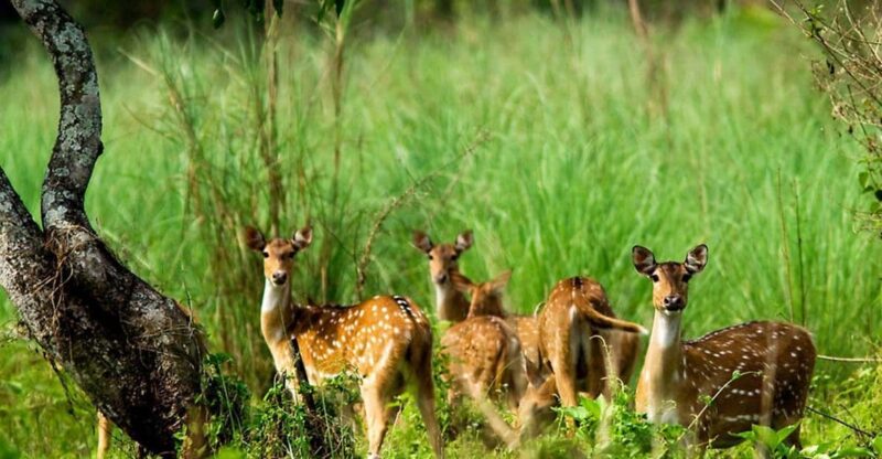 Kathmandu: 3 Days Luxury Chitwan Tour With Flights - Included Services