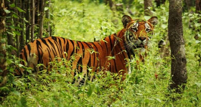 Kathmandu: 4-Day Private Chitwan National Park Safari Tour - Reserve and Pay Later