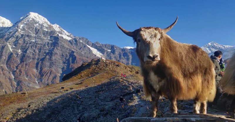 Kathmandu: 5N6-Day Mesmerizing Mardi Himal Guided Trek - Itinerary Highlights