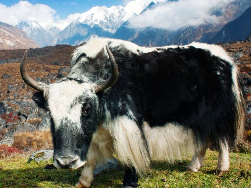 Kathmandu: 6 Days Langtang Valley Trek - Customer Feedback