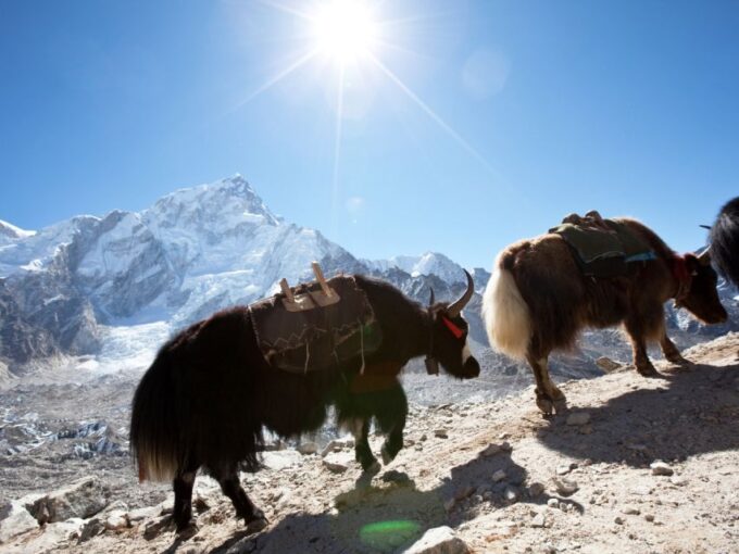 Kathmandu: 6 Days Langtang Valley Trek - Scenic Mountain Vistas