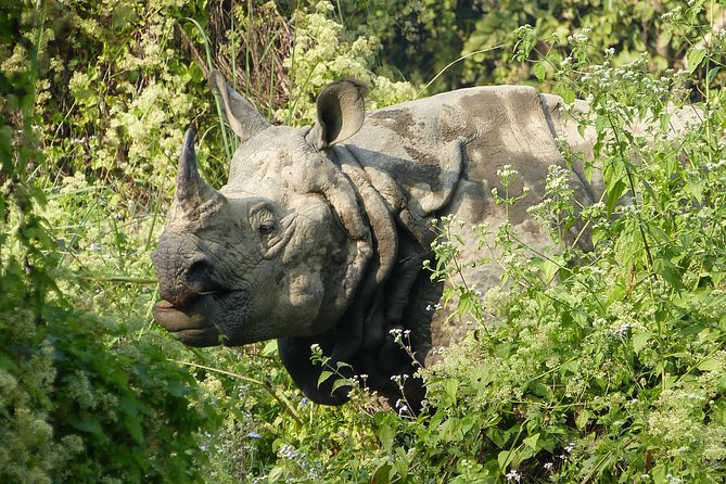 Kathmandu Chitwan Pokhara - Sightseeing Experiences