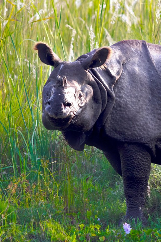 Kathmandu Chitwan Tour-Transportation Hotel and Meals - Key Points