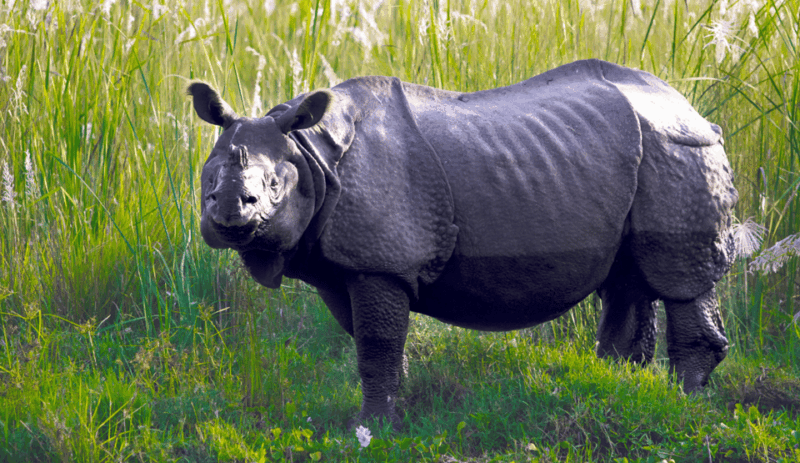 Kathmandu Chitwan Tour-Transportation Hotel and Meals - Itinerary and Activities