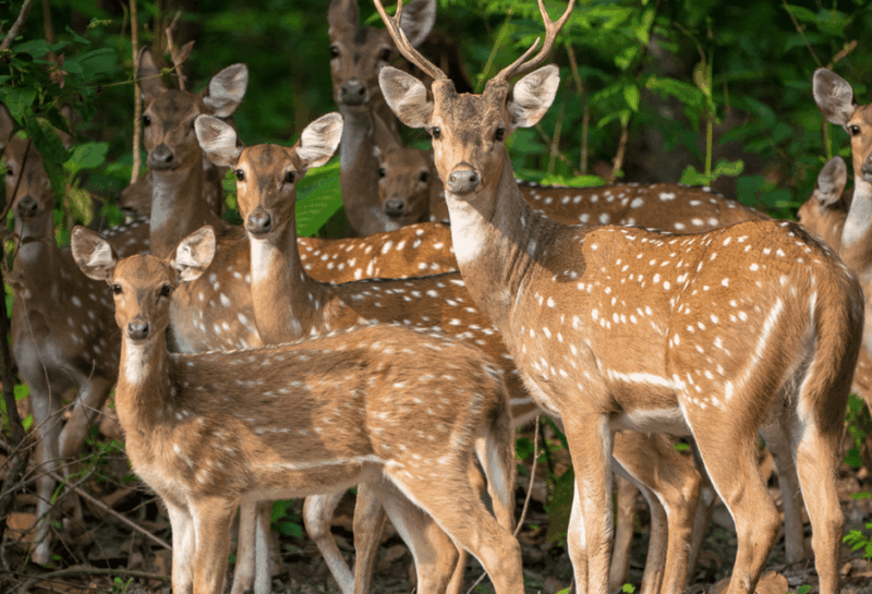 Kathmandu Chitwan Tour-Transportation Hotel and Meals - Accommodation and Meals