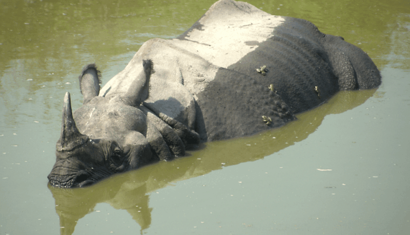 Kathmandu Chitwan Tour-Transportation Hotel and Meals - Booking Information