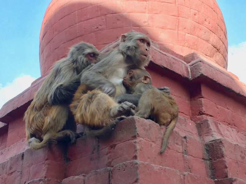 Kathmandu City Tour - Cultural Significance