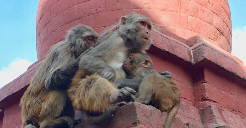Kathmandu City Tour - Included Amenities