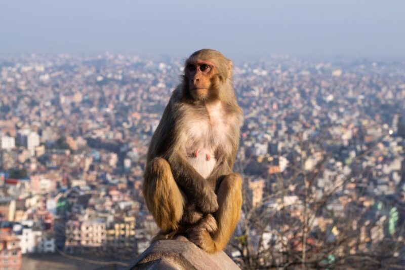 Kathmandu: Full Day City Sightseeing Tour - Lunch