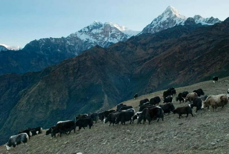 Kathmandu: Khopra Ridge Trek with Panoramic Views - An Overview of the Trek Experience
