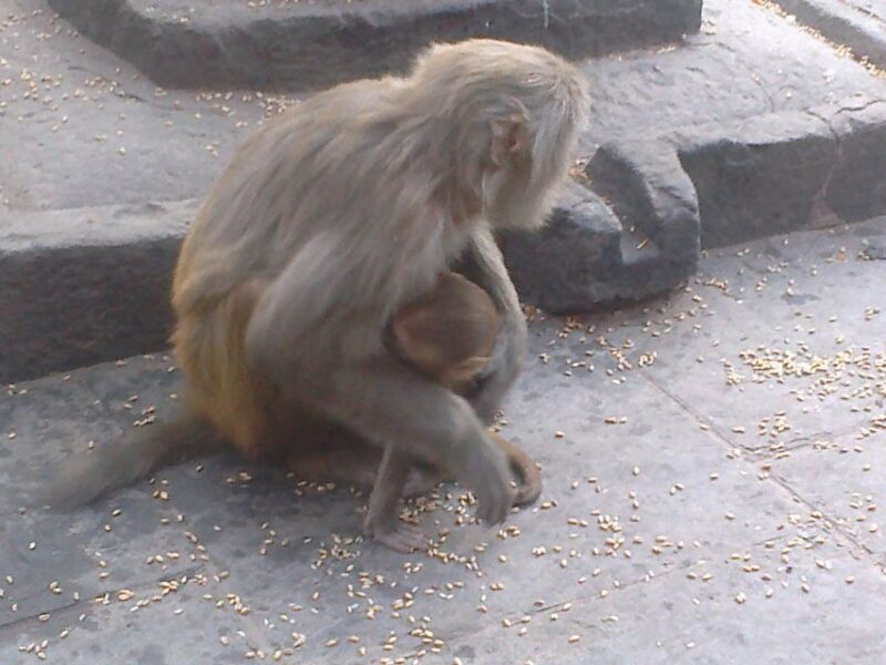 Kathmandu: Monkey Temple and Chandragiri Cable Car Ride Tour - Cultural Exploration