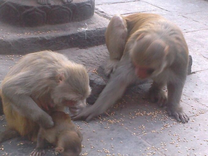 Kathmandu: Monkey Temple and Chandragiri Cable Car Ride Tour - Frequently Asked Questions