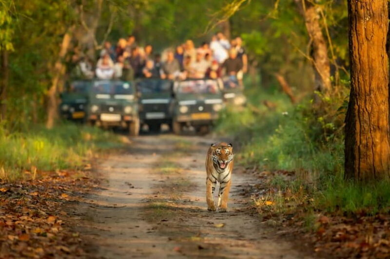 Kathmandu/Pokhara: 3 Day Chitwan Jungle Safari Tour - Key Points