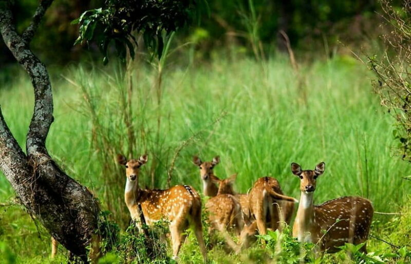 Kathmandu/Pokhara: 3 Day Chitwan Jungle Safari Tour - Exploring Nepal’s Finest Wildlife and Culture in Just Three Days