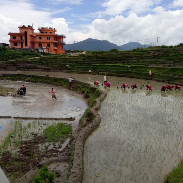 Kathmandu: the Mud and the Miracle,Paddy Plantation Festival - Preparing for the Adventure