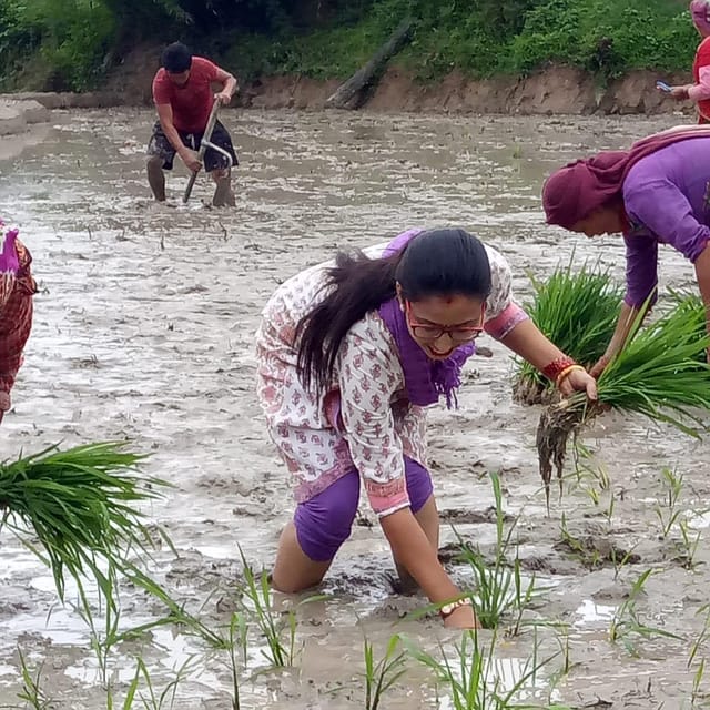 Kathmandu: the Mud and the Miracle,Paddy Plantation Festival - Taking in Rural Nepali Culture