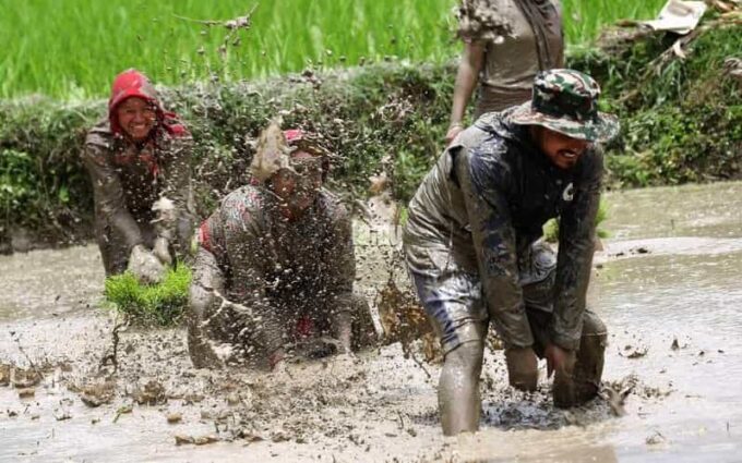 Kathmandu: the Mud and the Miracle,Paddy Plantation Festival - Frequently Asked Questions