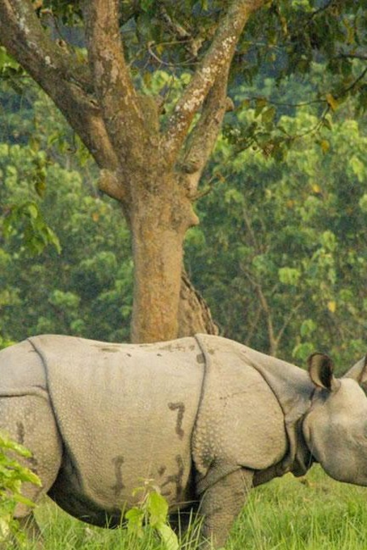 Kathmandu to Chitwan Bharatpur Flight Ticket One Way - Key Points