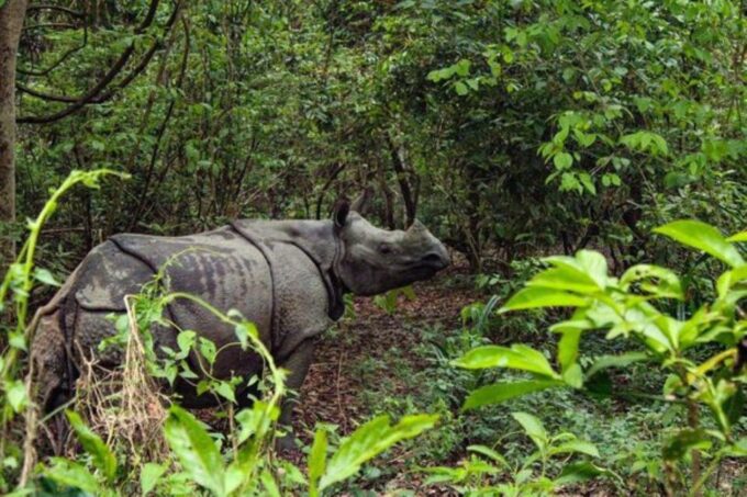 Kathmandu:3-Days Chitwan Jungle Safari Tour All Inclusive - Traveler Reviews