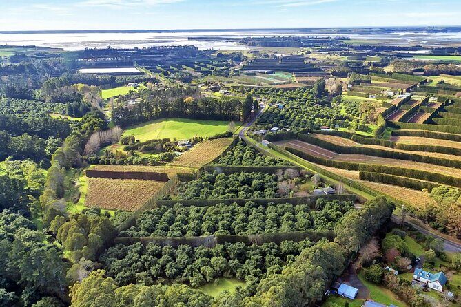 Katikati Avocado Adventure - An In-Depth Look at the Katikati Avocado Adventure