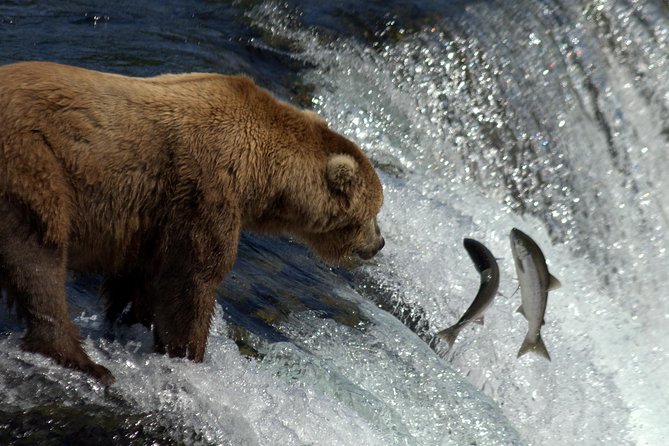 Katmai Brooks Falls Bear Experience - Reviews From Previous Participants