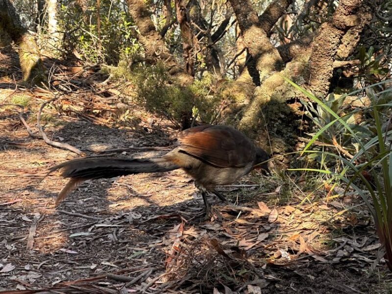 Katoomba/Leura: Blue Mountains Guided Day Tour With Lunch - Personalised Experience