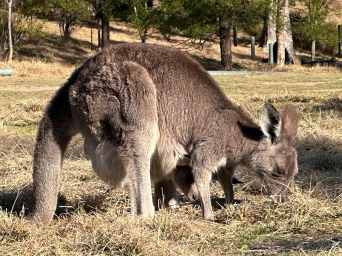 Katoomba/Leura: Blue Mountains Guided Day Tour With Lunch - Important Information
