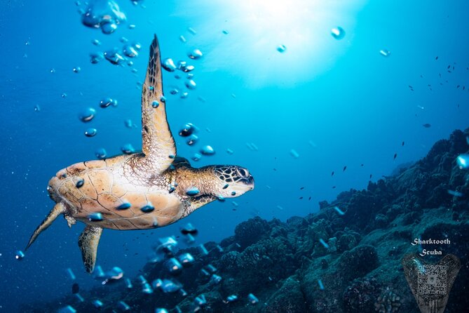 Kauai Boat Dive for Non-Certified Scuba Divers - Instructor Expertise
