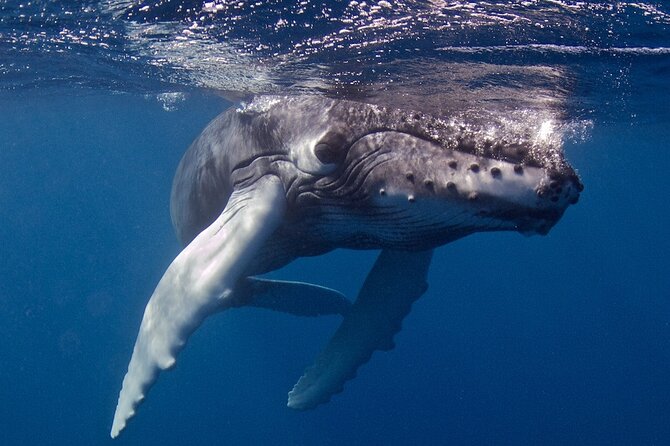 Kauai Boat Dive for Non-Certified Scuba Divers - Diverse Marine Life