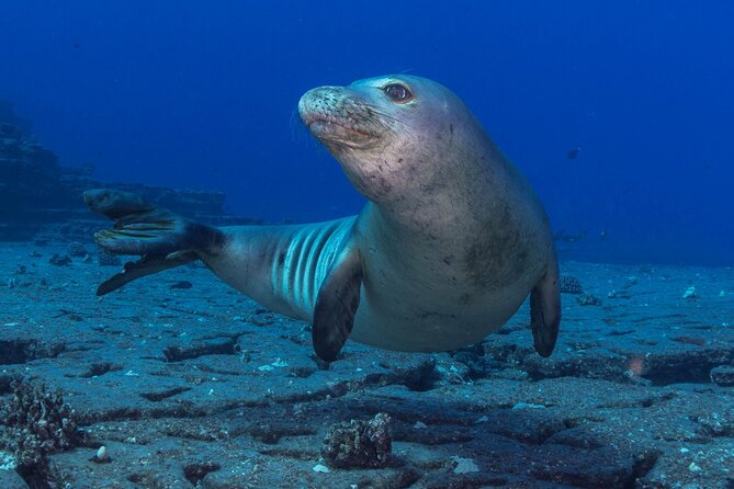 Kauai Boat Dive for Non-Certified Scuba Divers - Participant Feedback