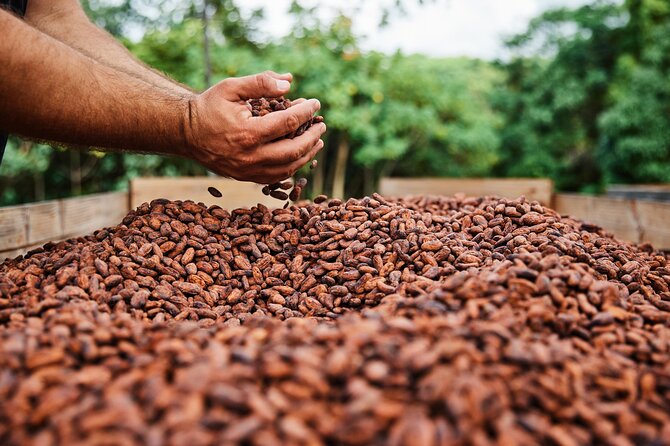 Kauai Chocolate Farm Tasting Tour - Booking and Accessibility