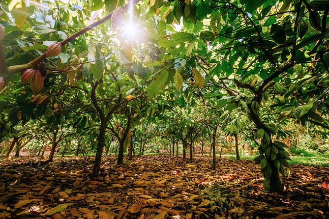 Kauai Chocolate Farm Tasting Tour - Traveler Feedback and Recommendations