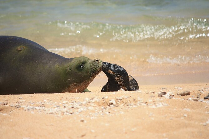 Kauai East Side and North Shore Private Guided Tour - Pricing