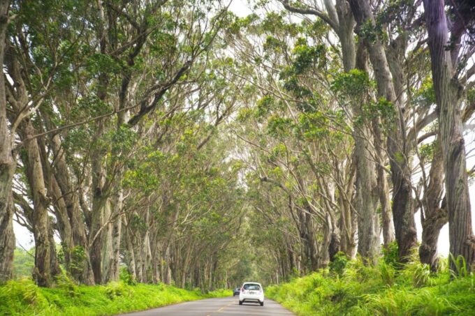 Kauai: Island Highlights Self-Guided Audio Driving Tour - Exploring Waimea Canyon